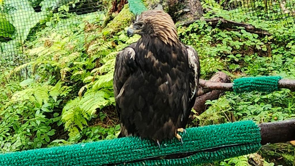 Golden Eagle at Sitka Raptor Center 