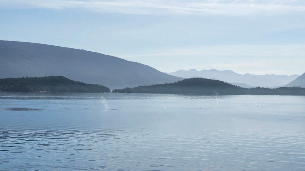 Two Humpback Whales Spouting near Vancouver Island 
