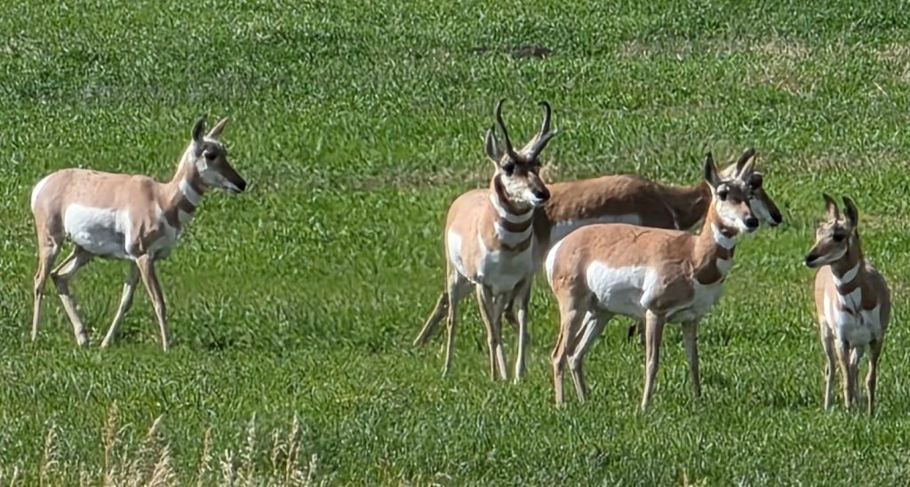 Pronghorn East of Yellowstone NP