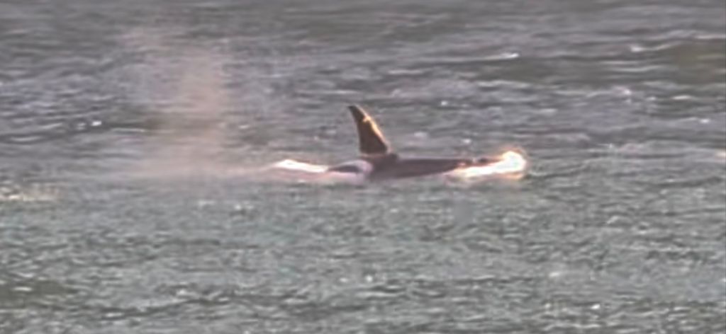 Orca (Killer Whale) by Vancouver Island 