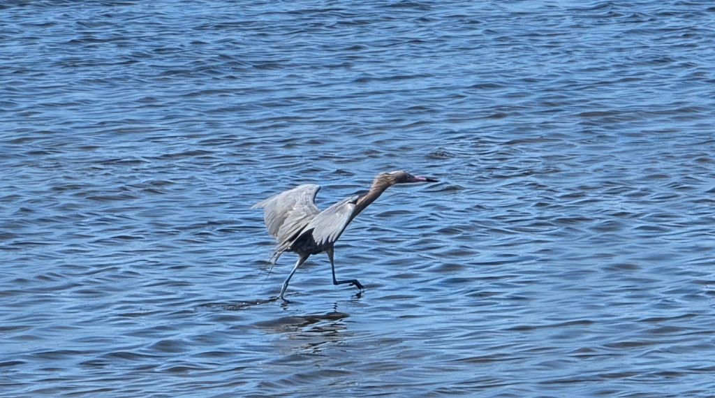Reddish Egret Chasing Fish through Shallow Water